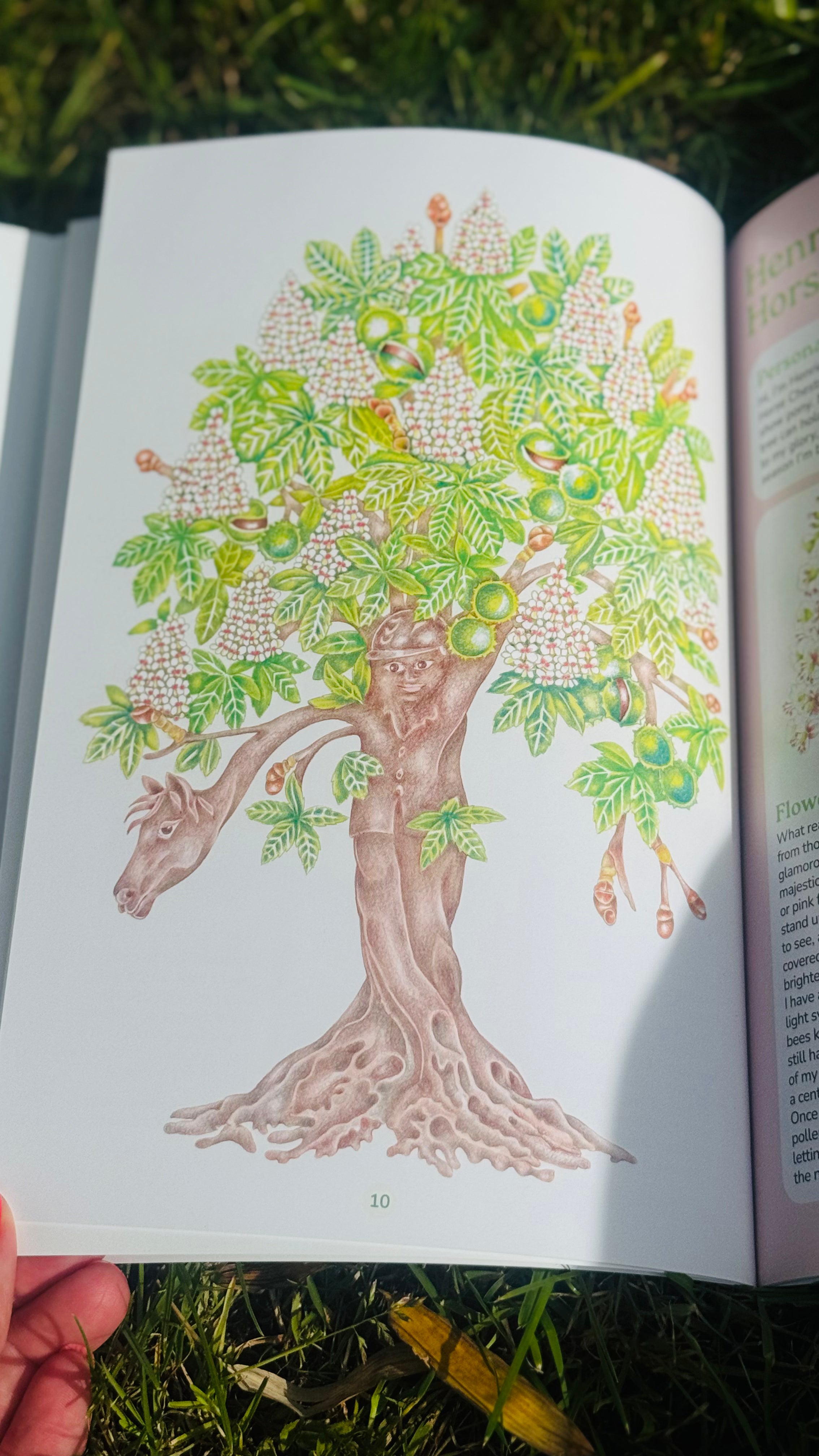 Which Tree Am I? – A Magical Guide to Tree Identification for All Ages