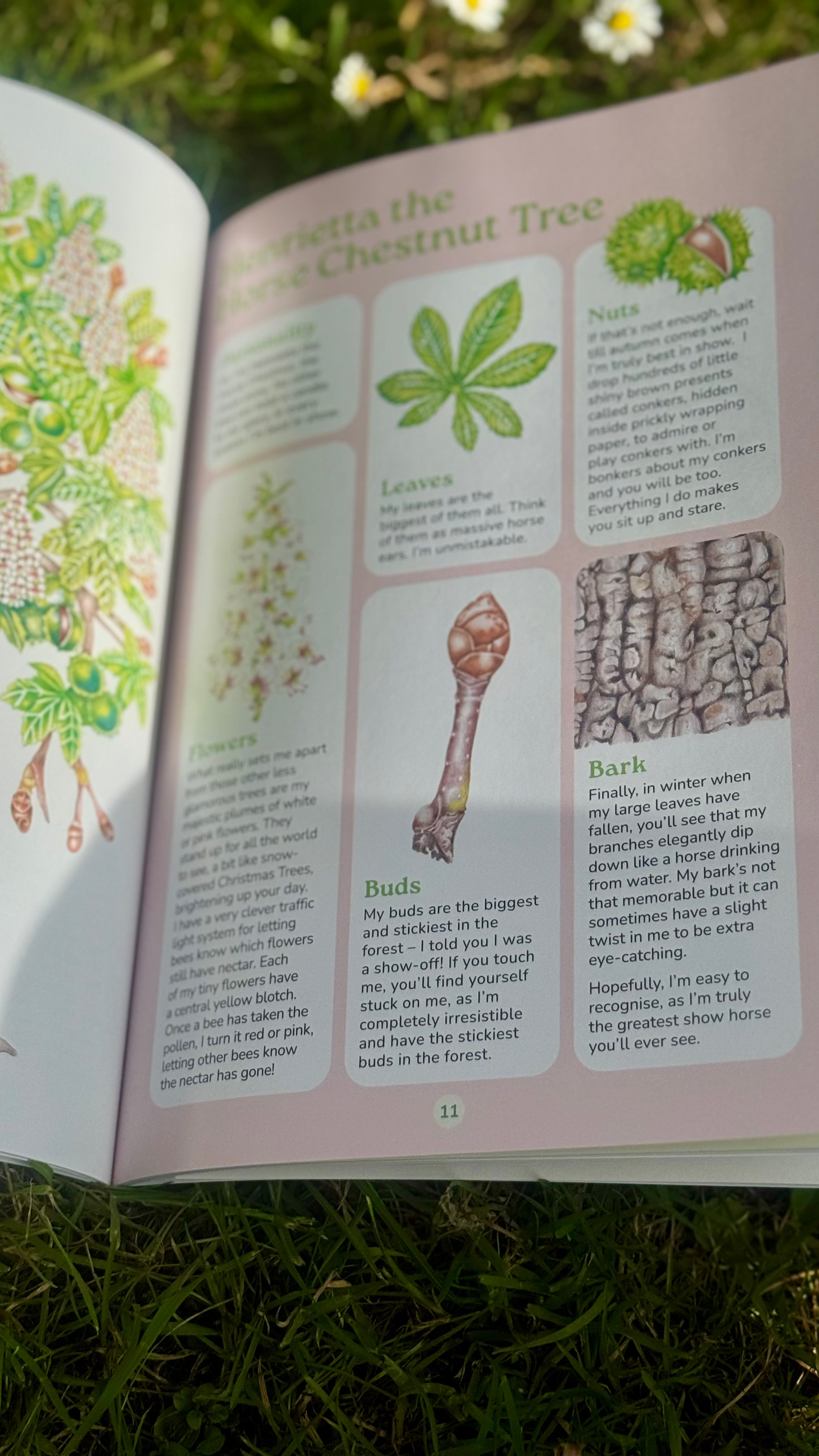 Which Tree Am I? – A Magical Guide to Tree Identification for All Ages