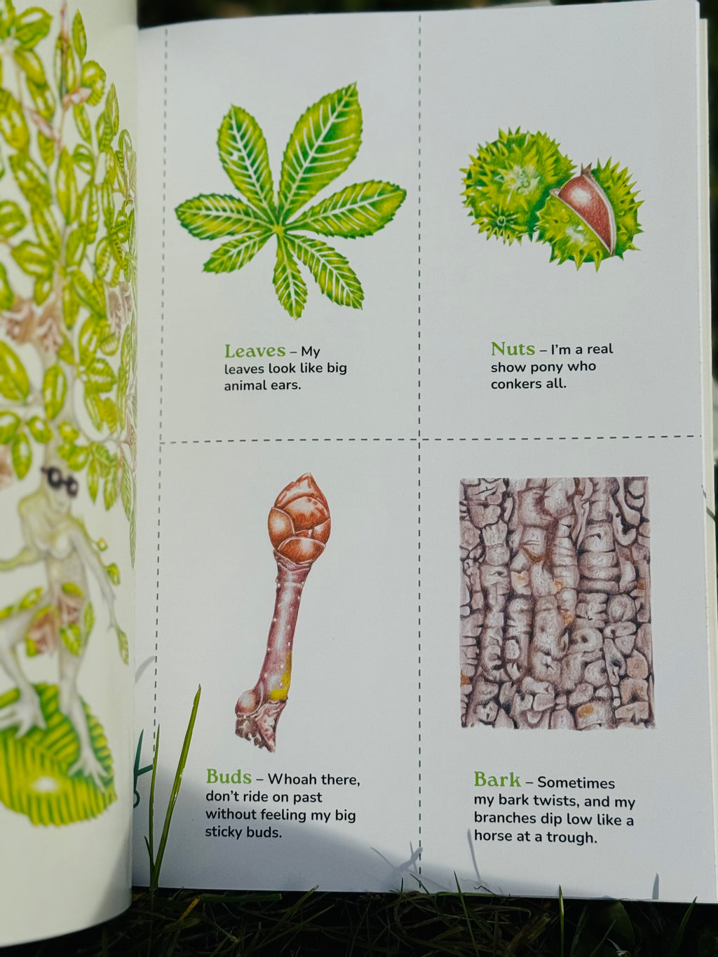 Which Tree Am I? – A Magical Guide to Tree Identification for All Ages