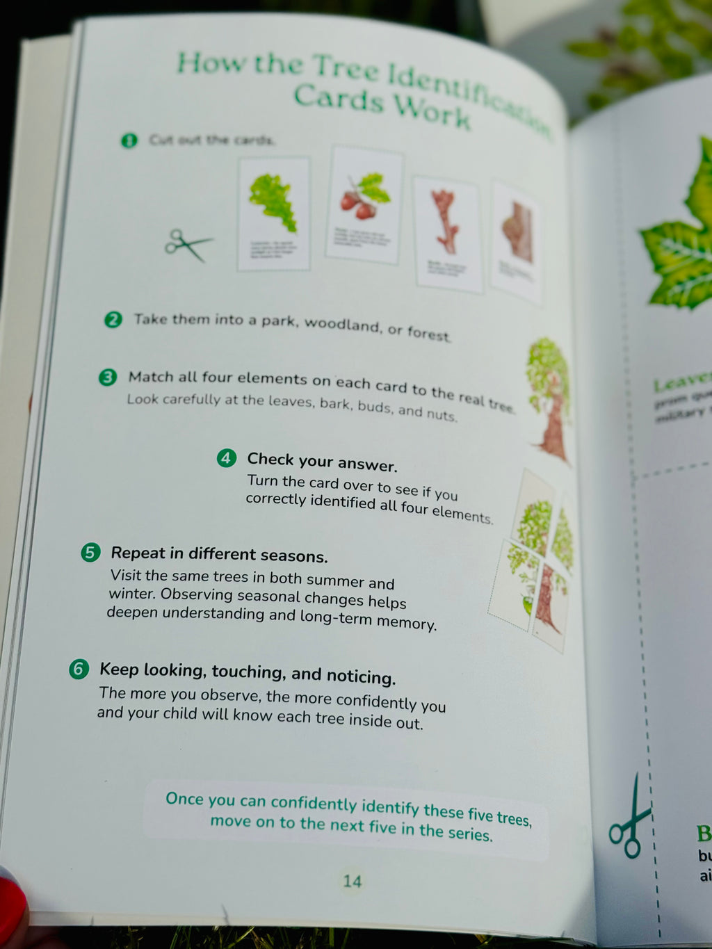 Which Tree Am I? – A Magical Guide to Tree Identification for All Ages
