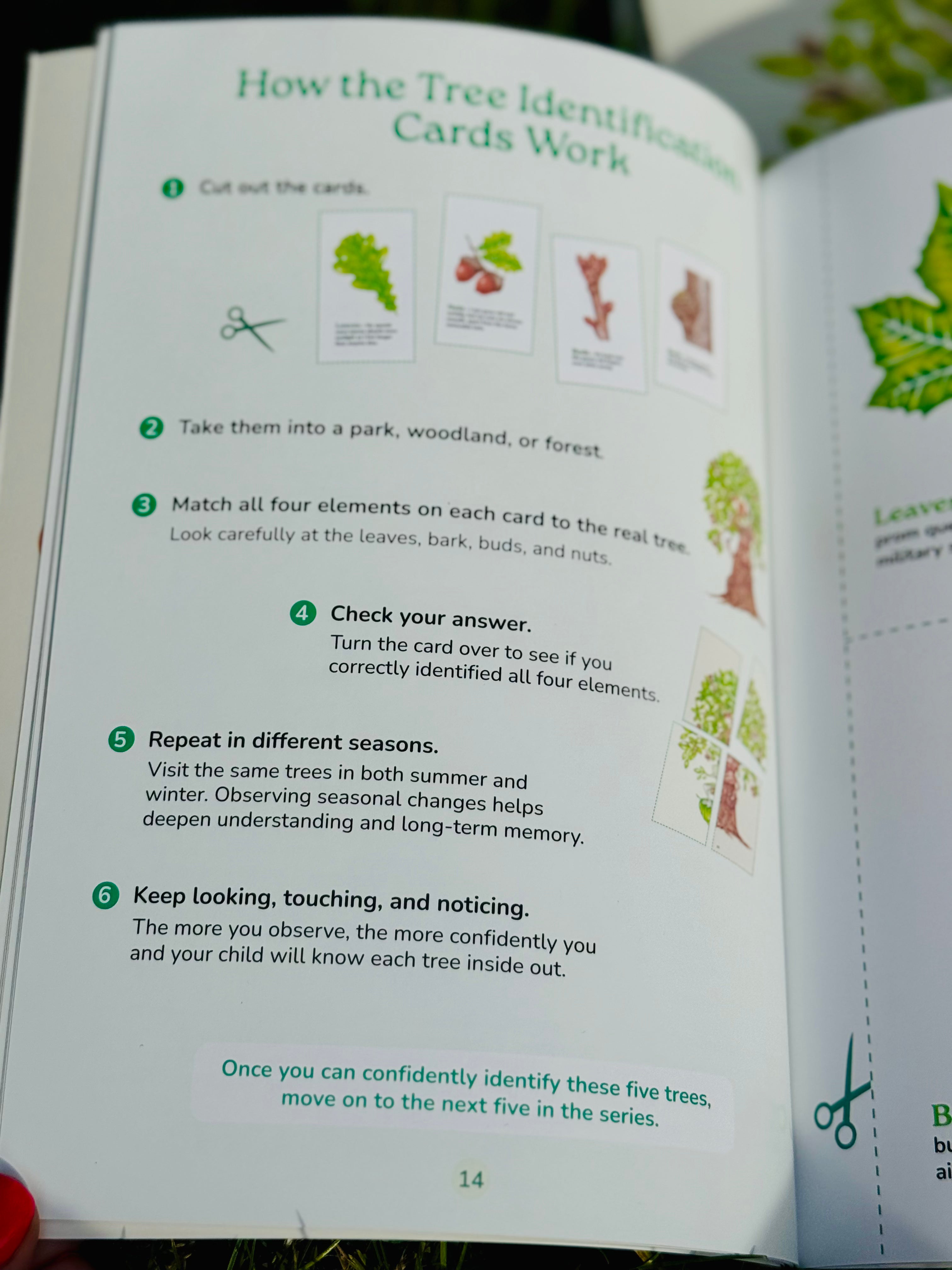 Which Tree Am I? – A Magical Guide to Tree Identification for All Ages